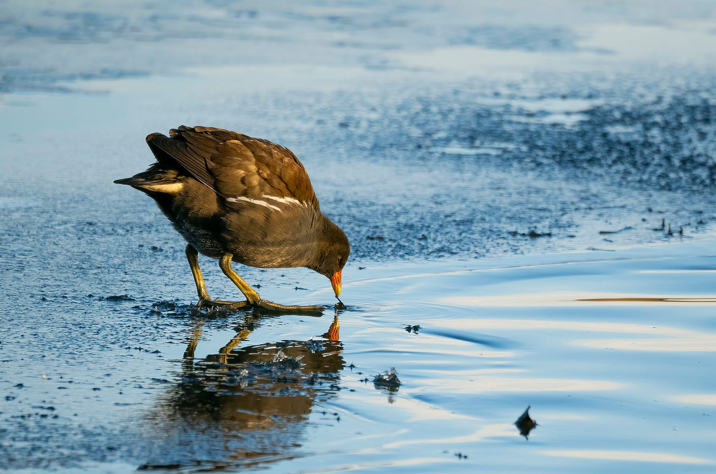 Photo of a moorhen standing on ice and pecking at a bit of vegetation