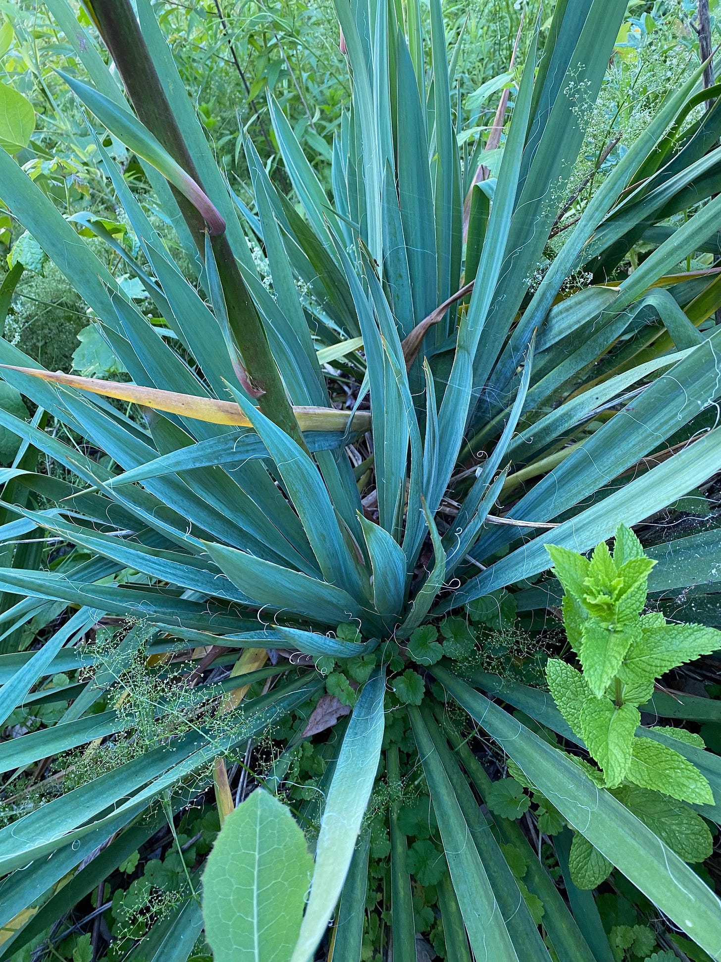 Base of Yucca plant showing the little filamentous strands that emerge from the edges of the leaves.  Note the sharp tips and the upward rolled curvature of the leaf that helps it to stay erect