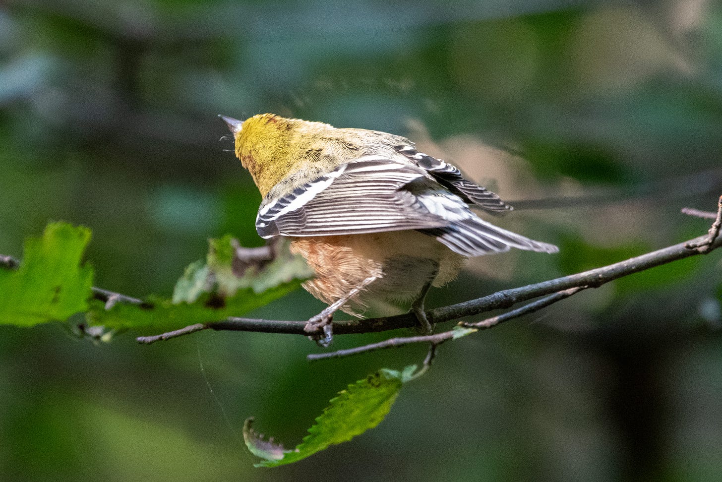 Seen from behind, a small but portly bird with a chartreuse cap, bright wingbars on black wings, and crimson flanks cocks its head