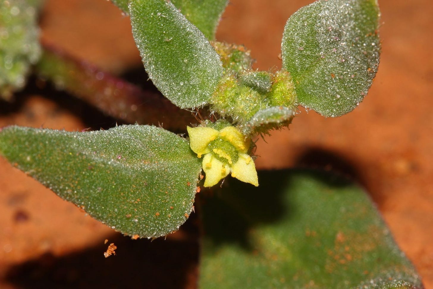 Tetragonia cristata [plant - ATLAS - R. Davis 2015].jpeg