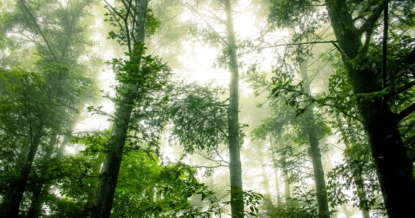 Forest fog. Photo: Wix.