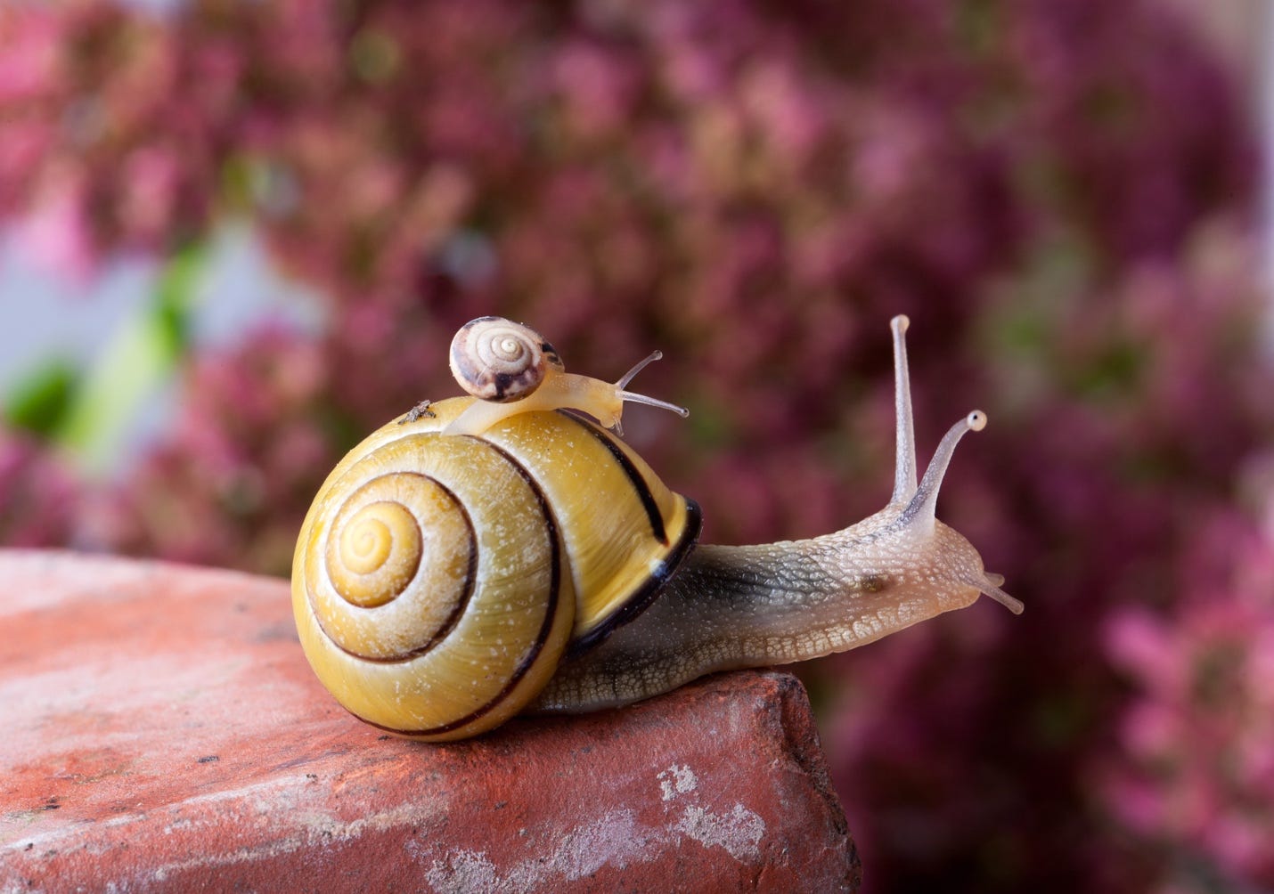 A snail on a rock

Description automatically generated