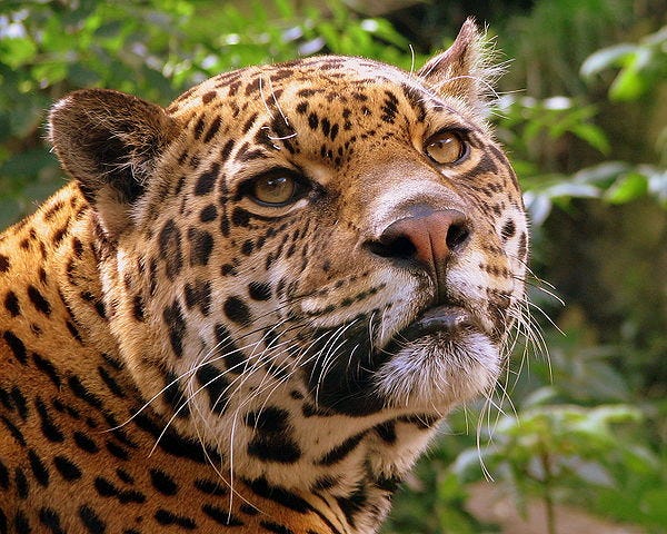 Jaguar headshot — Pascal Blachier / Wikimedia Commons