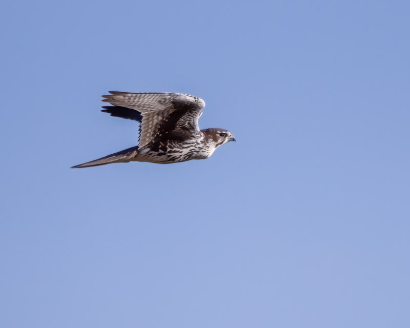 20241205-Manville-330-Edit 2.jpg