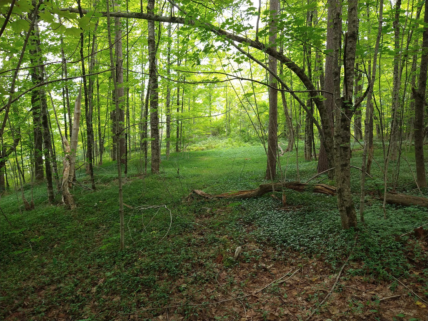 trees and undergrowth