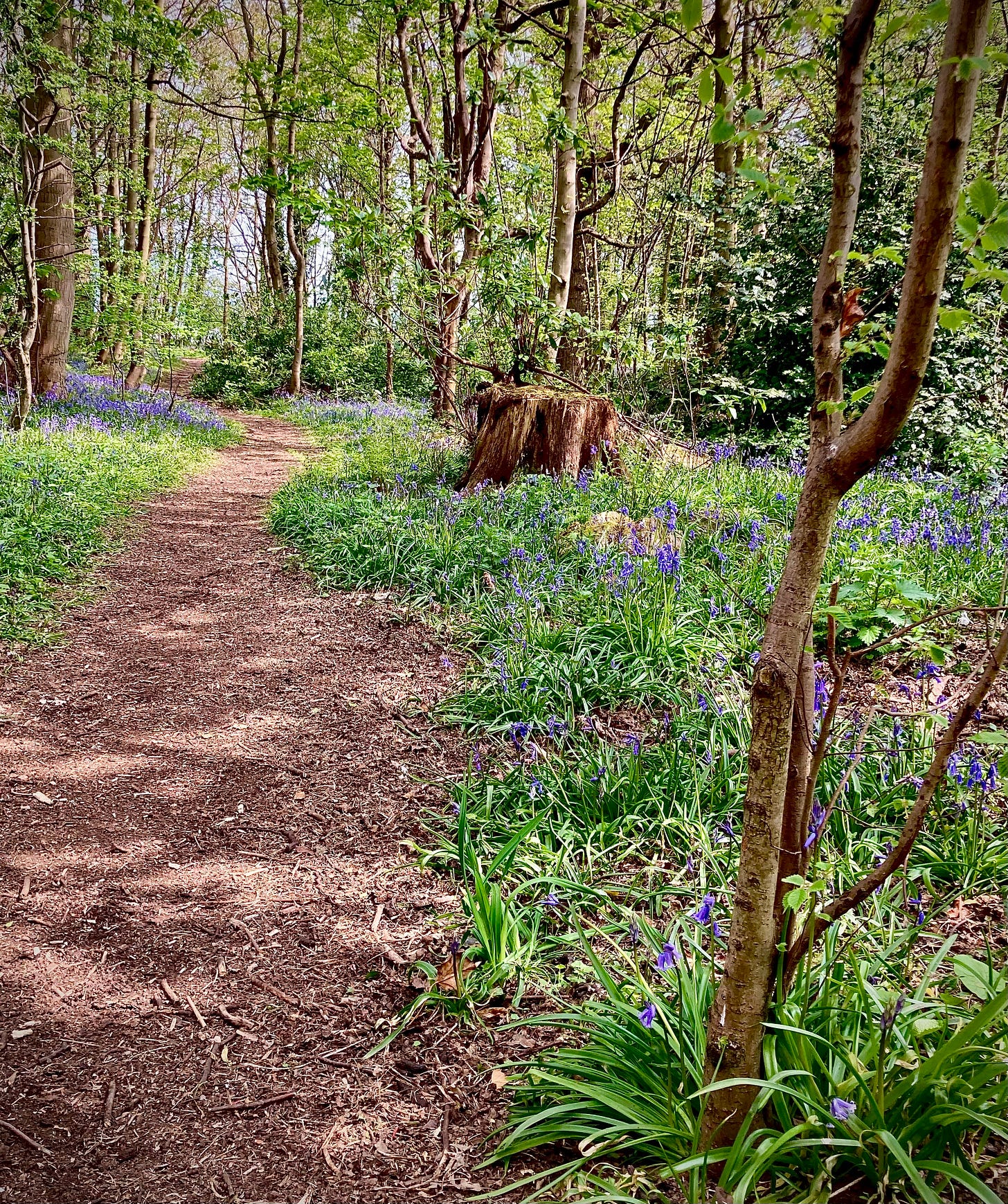 Path in bluebell wood