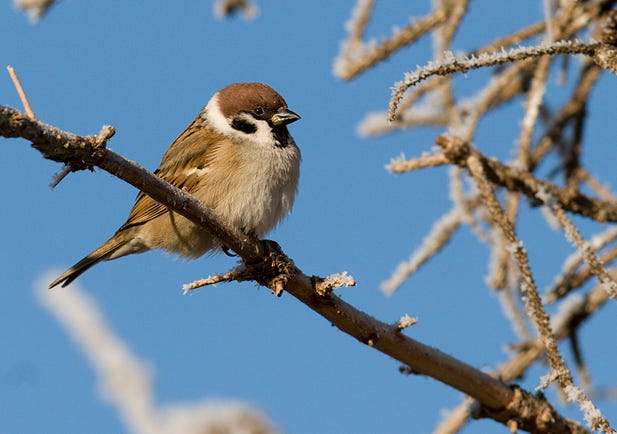 Gorrión molinero - SEO/BirdLife