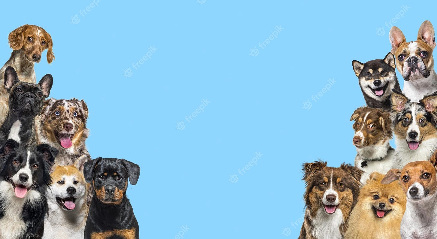 Premium Photo | Two large groups of dogs looking in all directions on blue  background