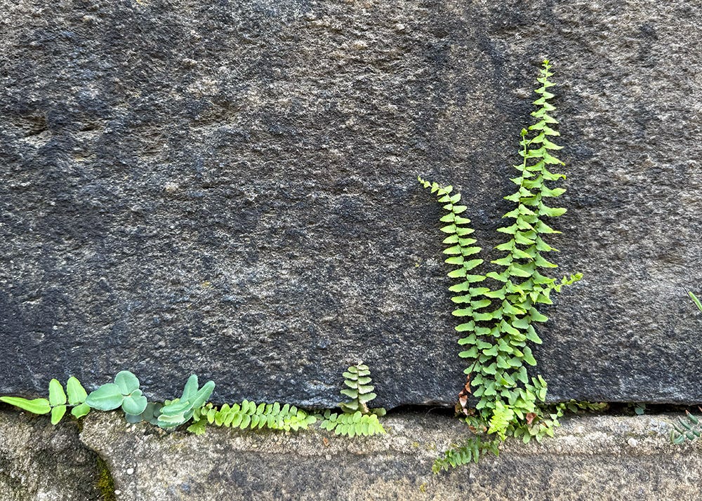 Bright green ferns growing out of a crack in a beige stone wall.