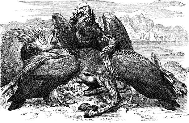 vultures - group of vultures stock illustrations