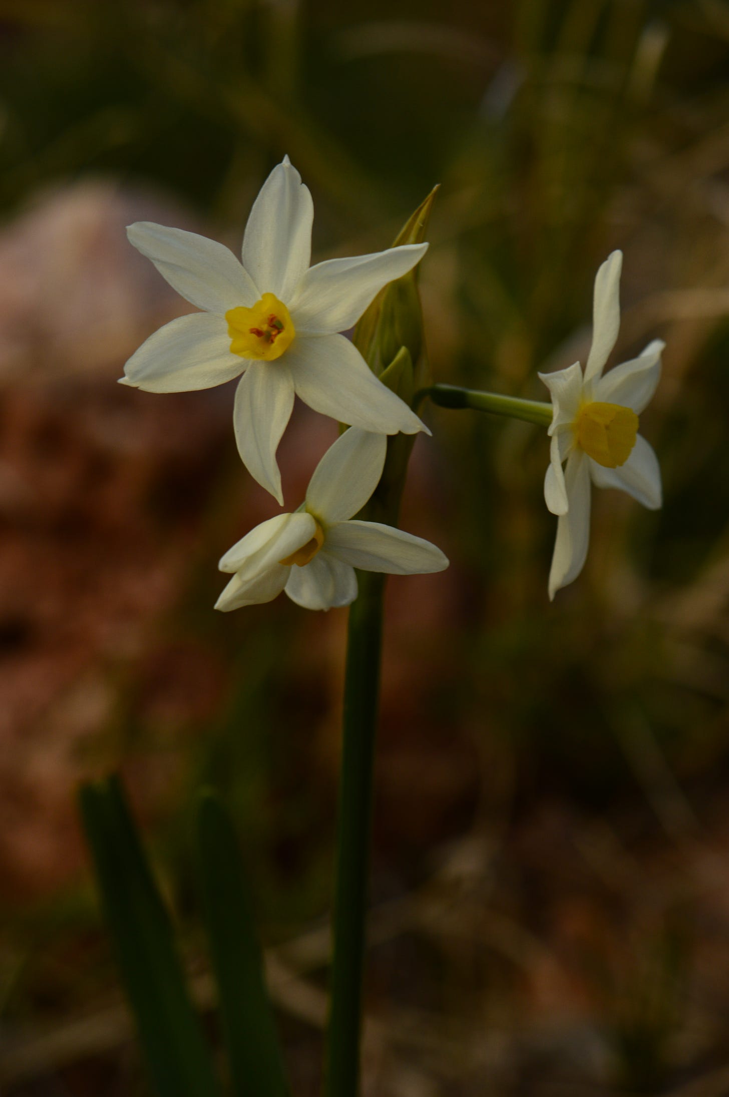 narcissus blooms with starry white petals and a small yellow cup. A handful of small blooms bend outward from a slender stem.