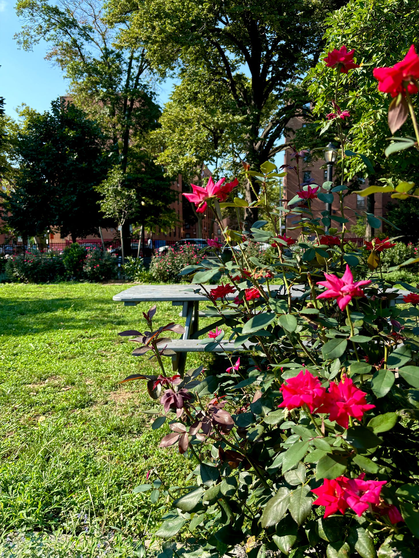 Fuscia flowers line a green park. A picnic table sits to the right. Apartment buildings are visible across the small park.