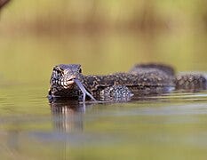 File:Nile Monitor Lizard (52685713141).jpg