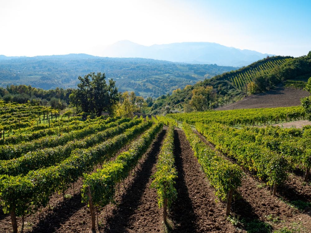 The Diversity of Campania and Feudi di San Gregorio