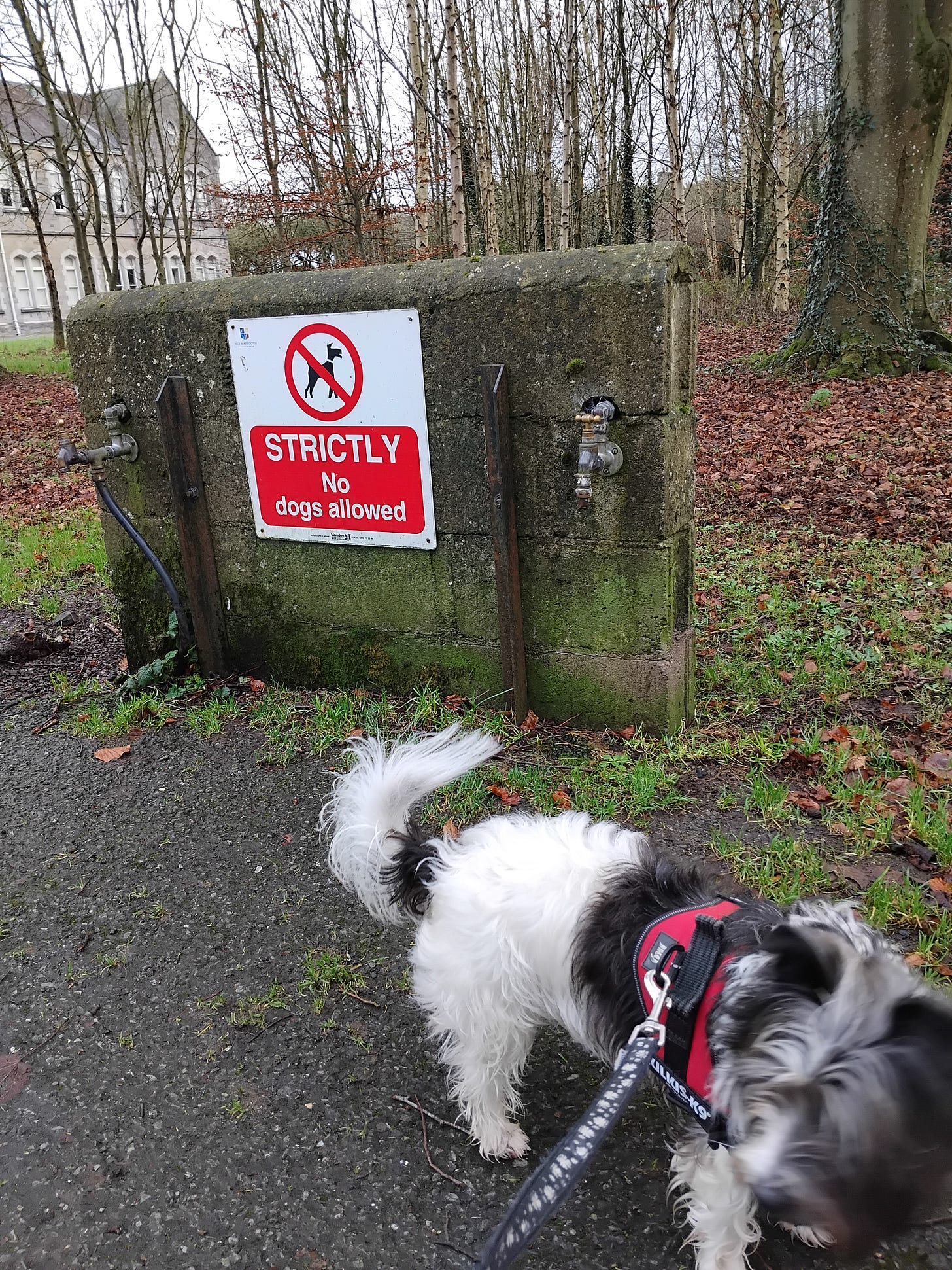 Out on a walk: My black and white terrier stands in front of a sign that says STRICTLY NO DOGS ALLOWED. We are in a wooded area, with an old NUI Maynooth building in the background. 