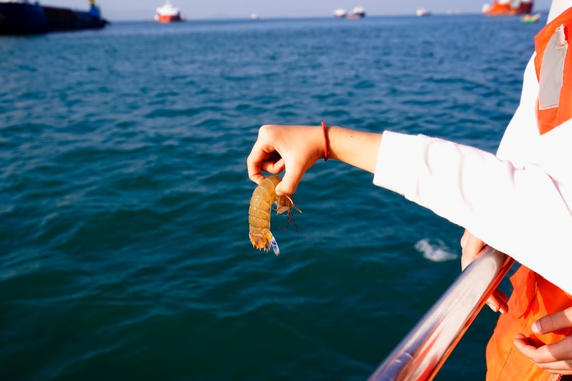 Free A woman holds a shrimp over the ocean while on a boat during a sunny day. Stock Photo