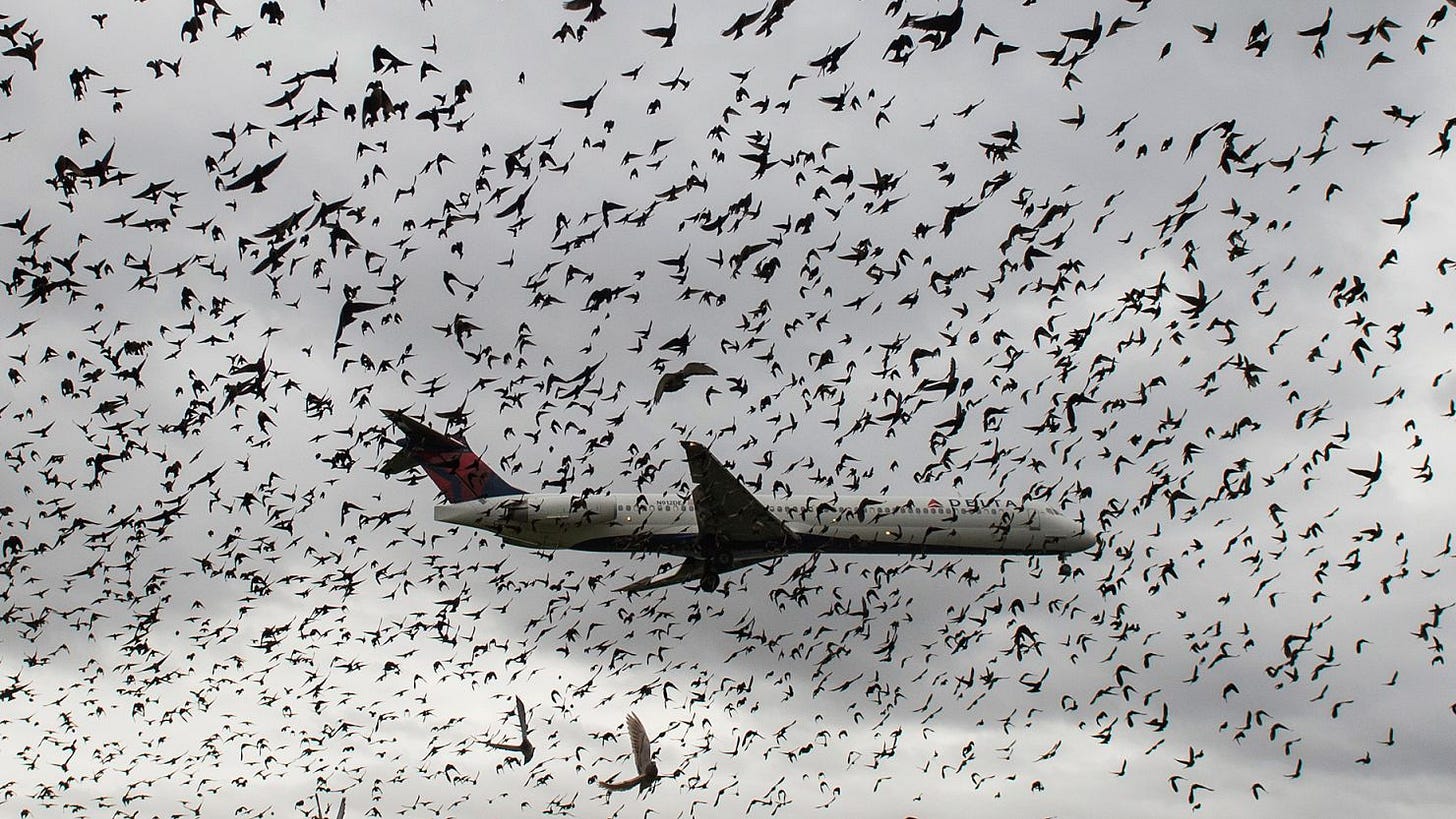 This is what happens when a plane collides with a bird | CNN