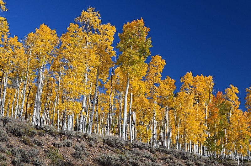 What looks like a forest of white-barked, yellow-leaved aspen against a blue sky (except all the trees are in fact part of the same individual tree).