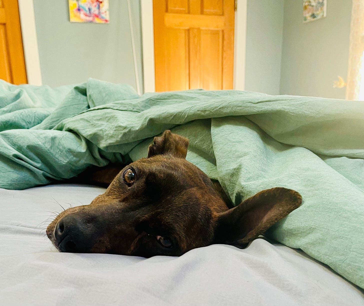 dog under the covers