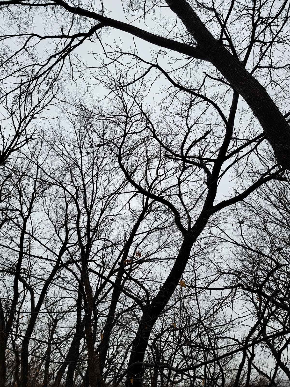 Trees in winter, with a gray sky. 