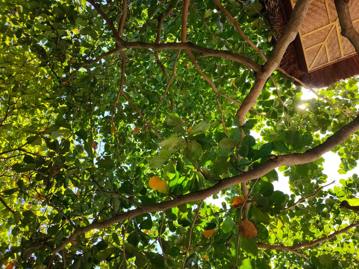 A picture of the corner of a hut and bright green foliage of a tree.