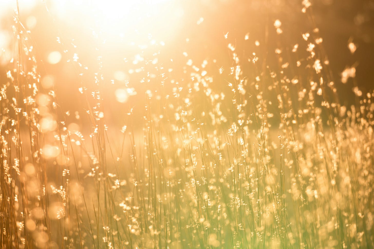picture of summer grass and sunlight picture of summer grass and sunlight