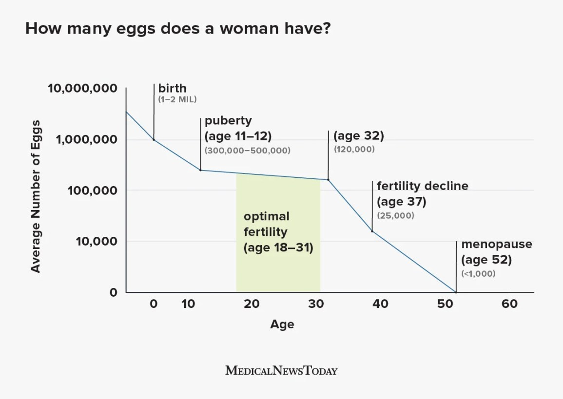 How many eggs does a woman have? At birth, 30s, and menopause