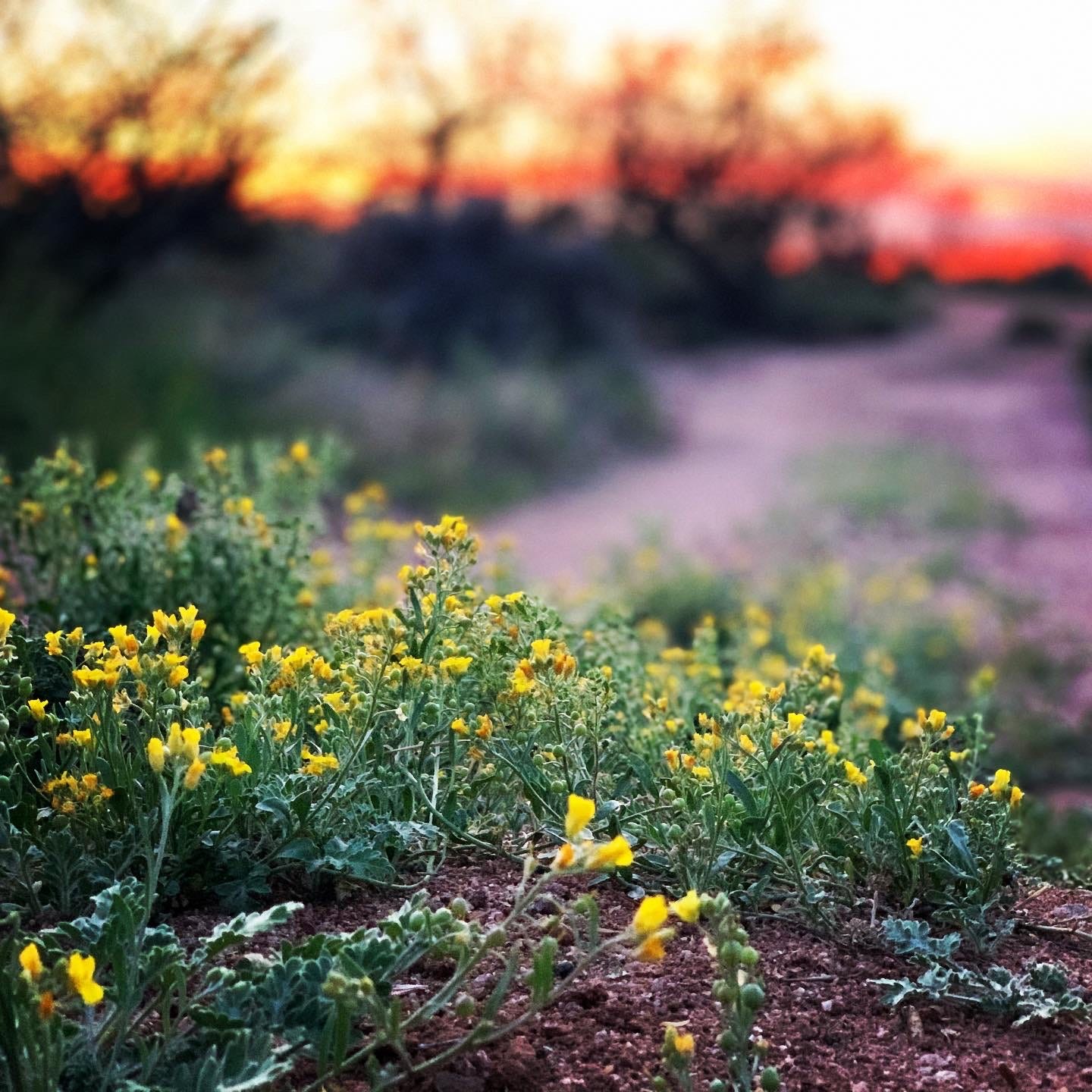 In the foreground, yellow desert flowers, in the background, a dusty road and a blurred bright sunset