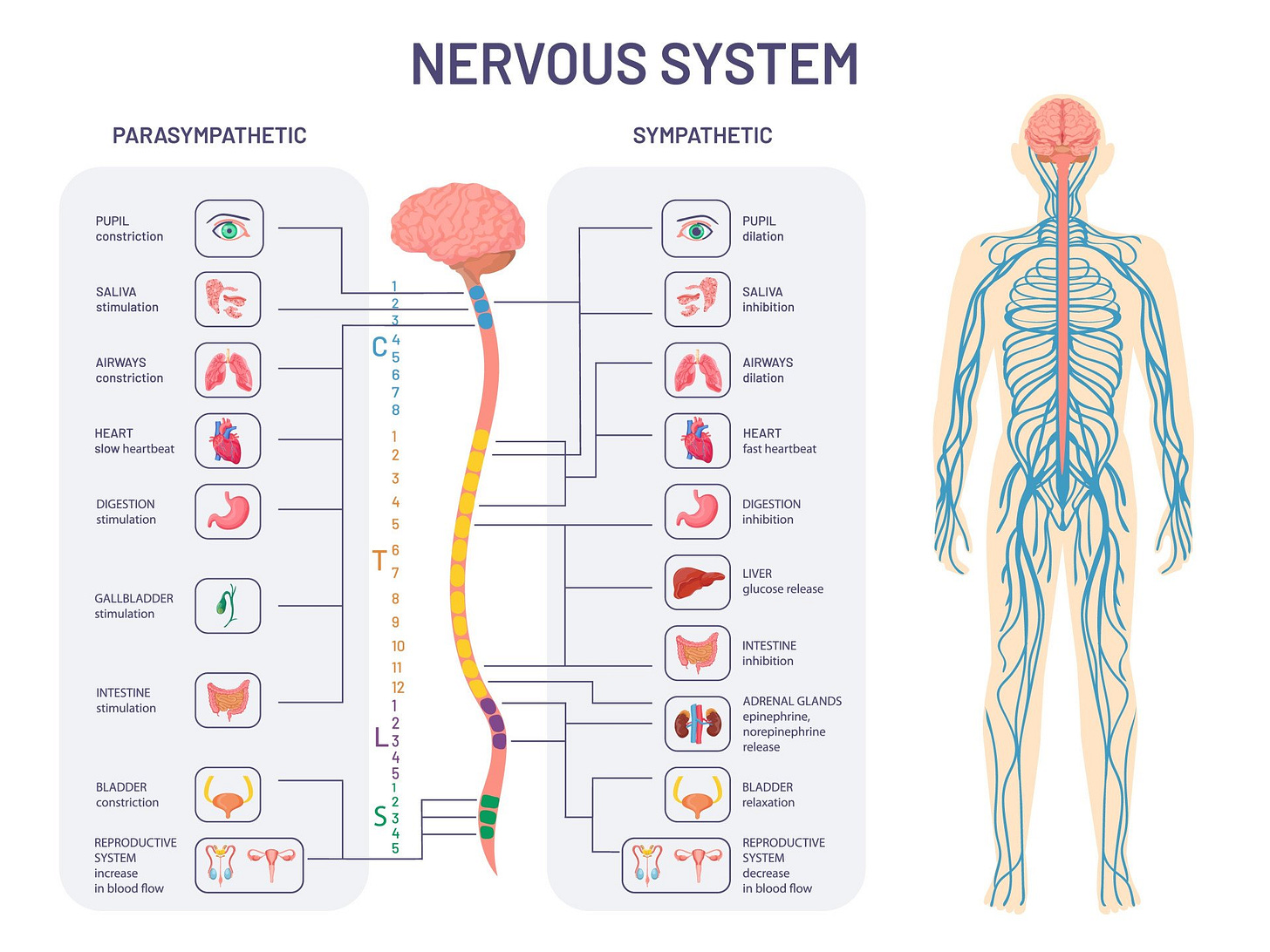 Autonomic Nervous System (ANS): What It Is and How It Works