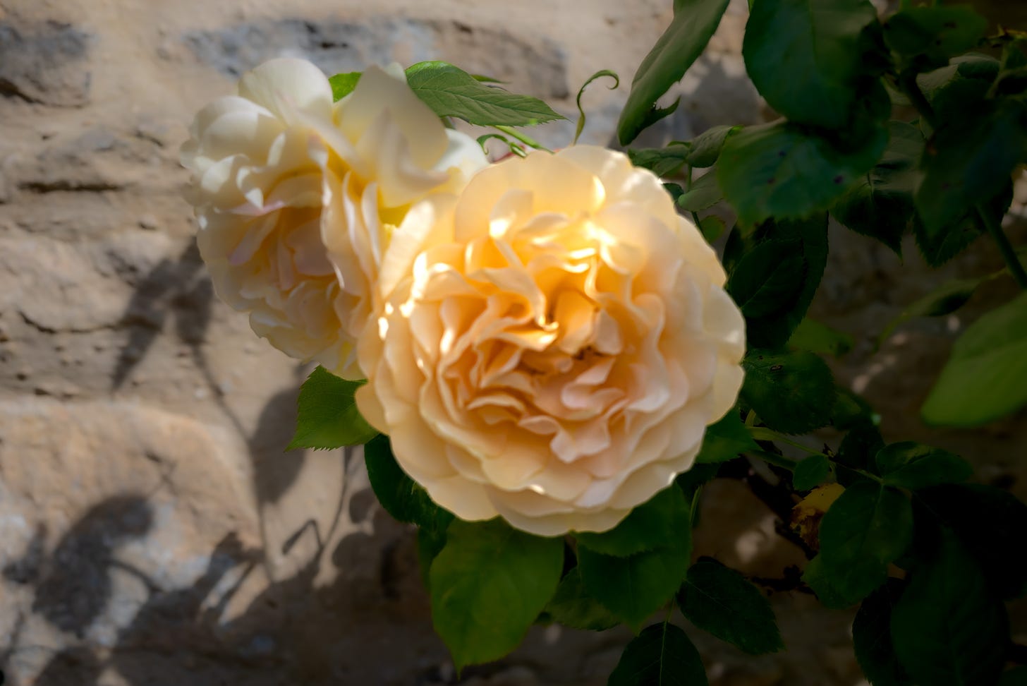 Yellow roses against a stone wall in the Cotswolds, England 