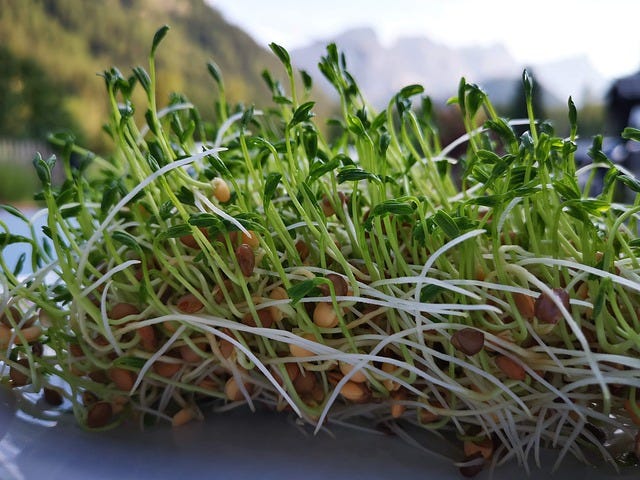 Sprouted lentils