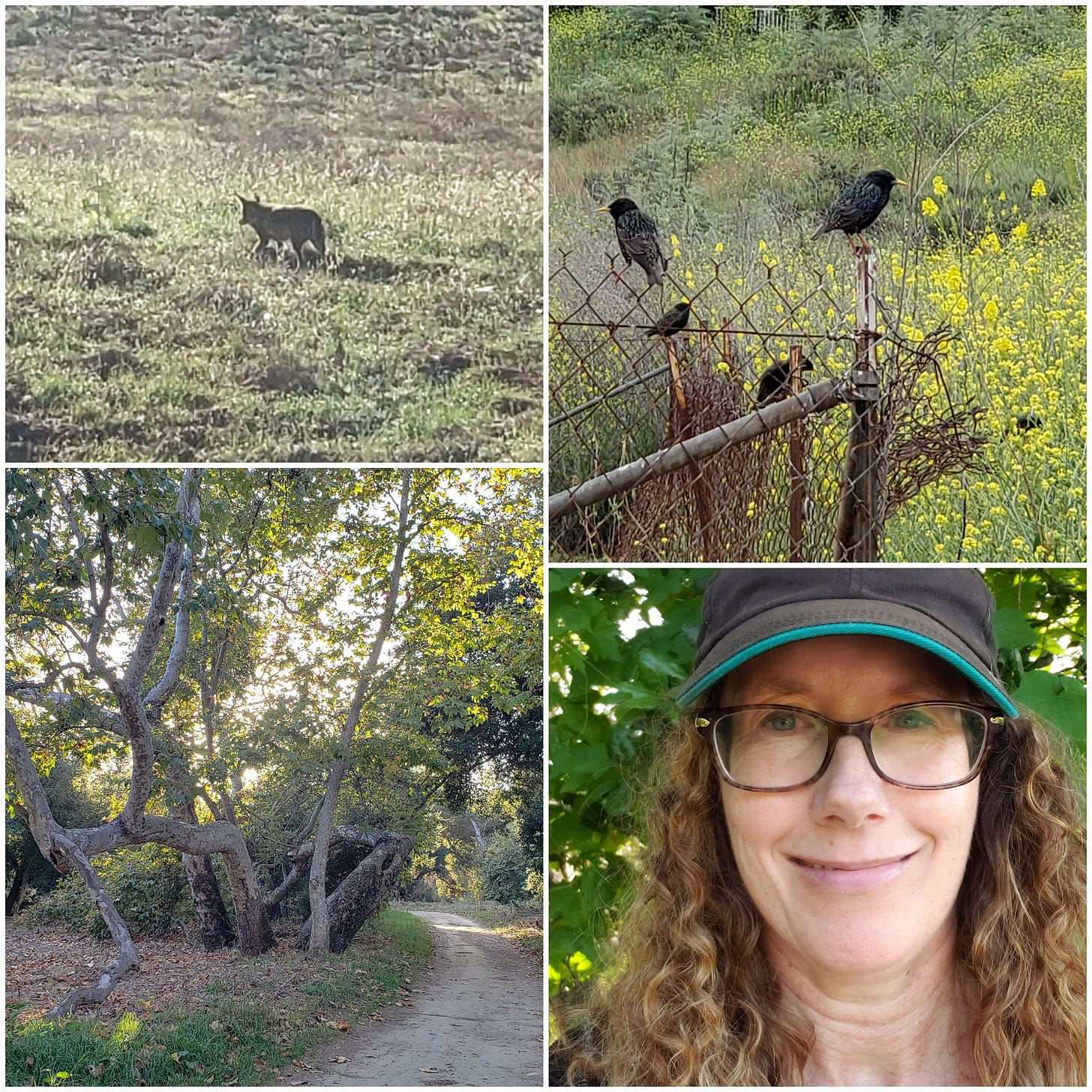 Photos by Steph of a coyote, starlings, sycamore woods, and a photo of Steph.