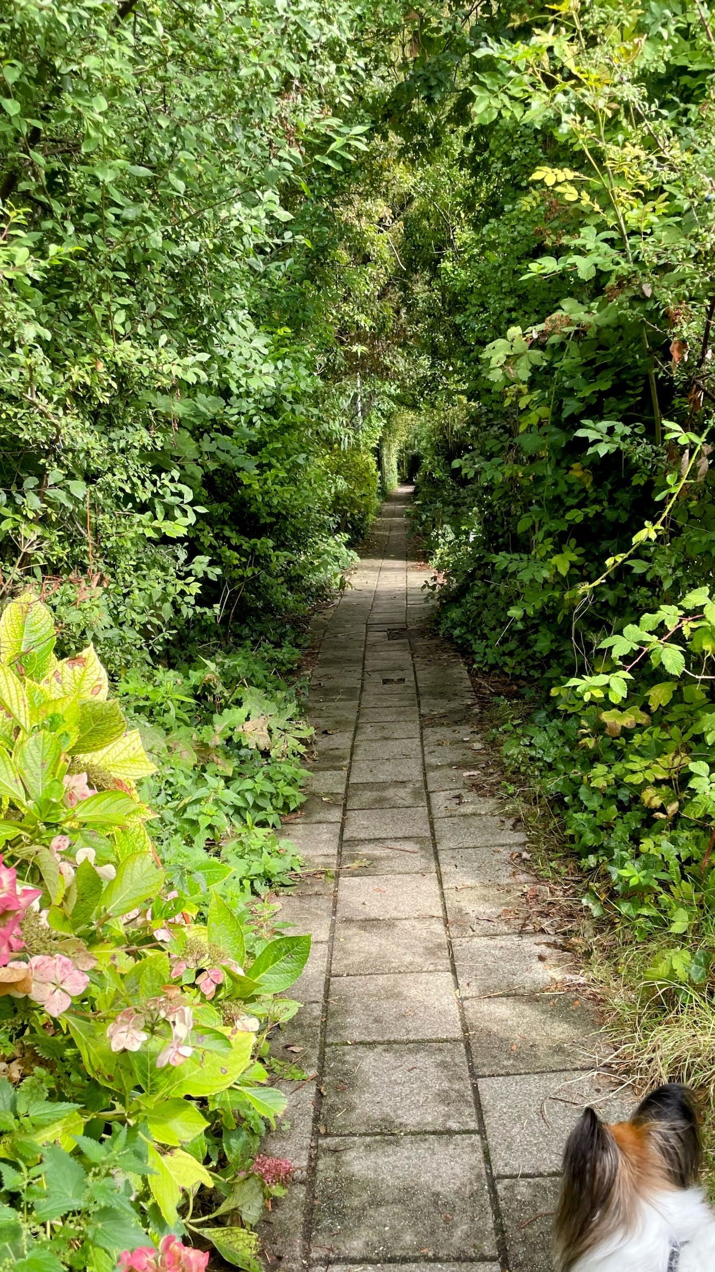 A green, secret path in Amsterdam