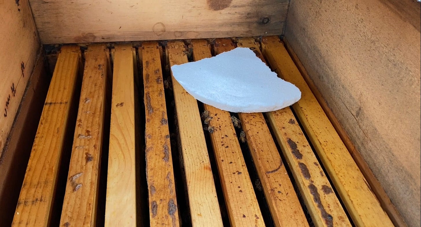 part of a sugar brick inside a honey bee colony