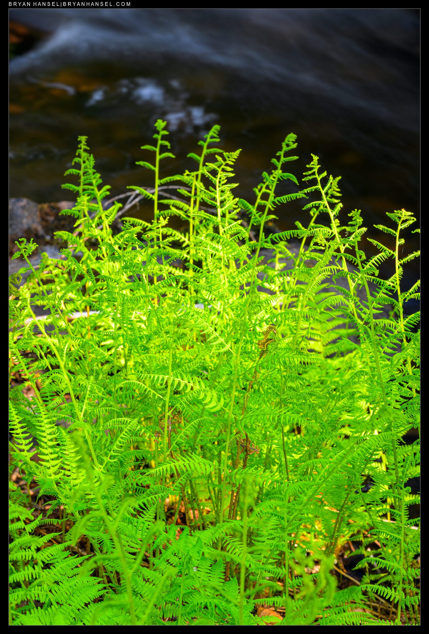 Ferns next to a stream with the tops in morning light and bottoms in the shade.