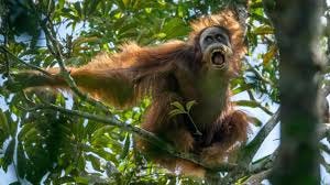 See jungle animals that survive hostile ...