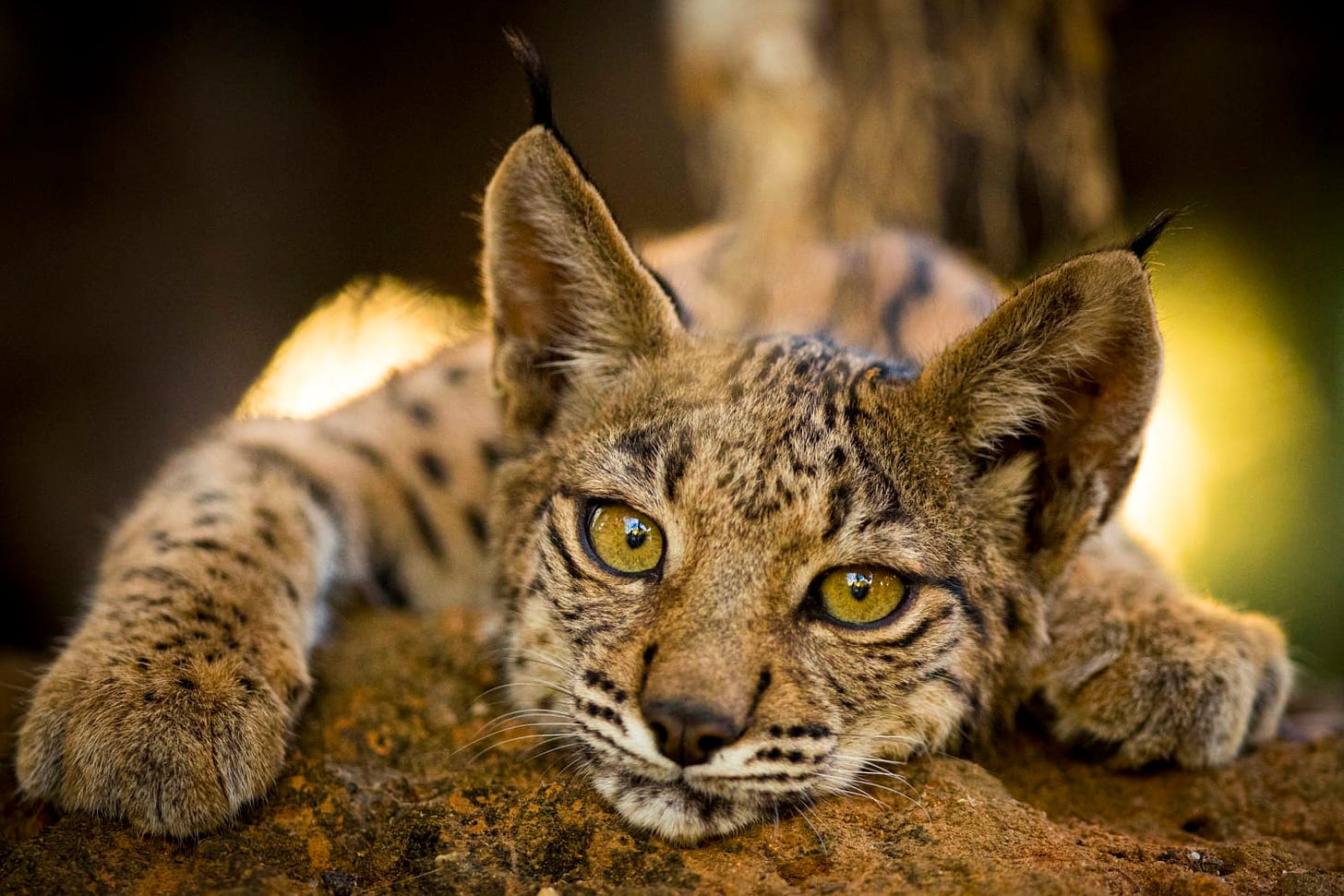 Iberian lynx is back from brink of extinction, thanks to conservation  efforts