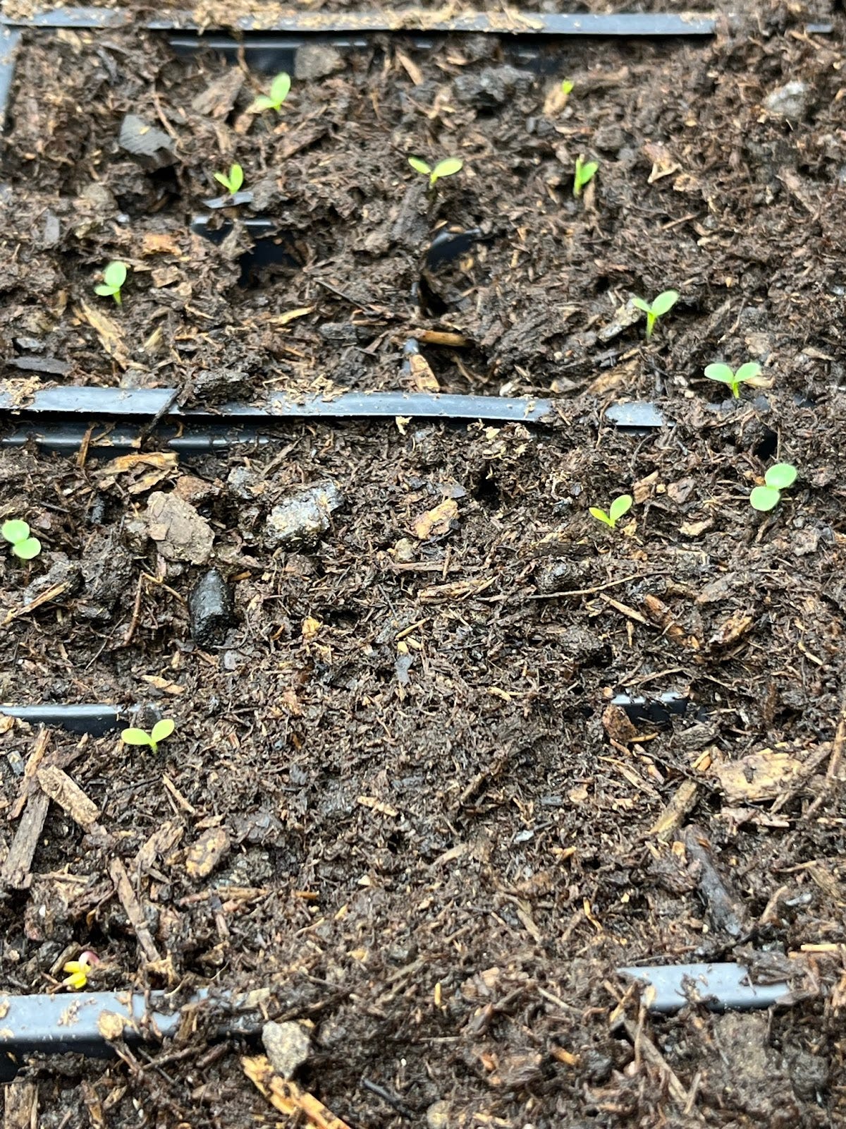 Lettuce seedlings 