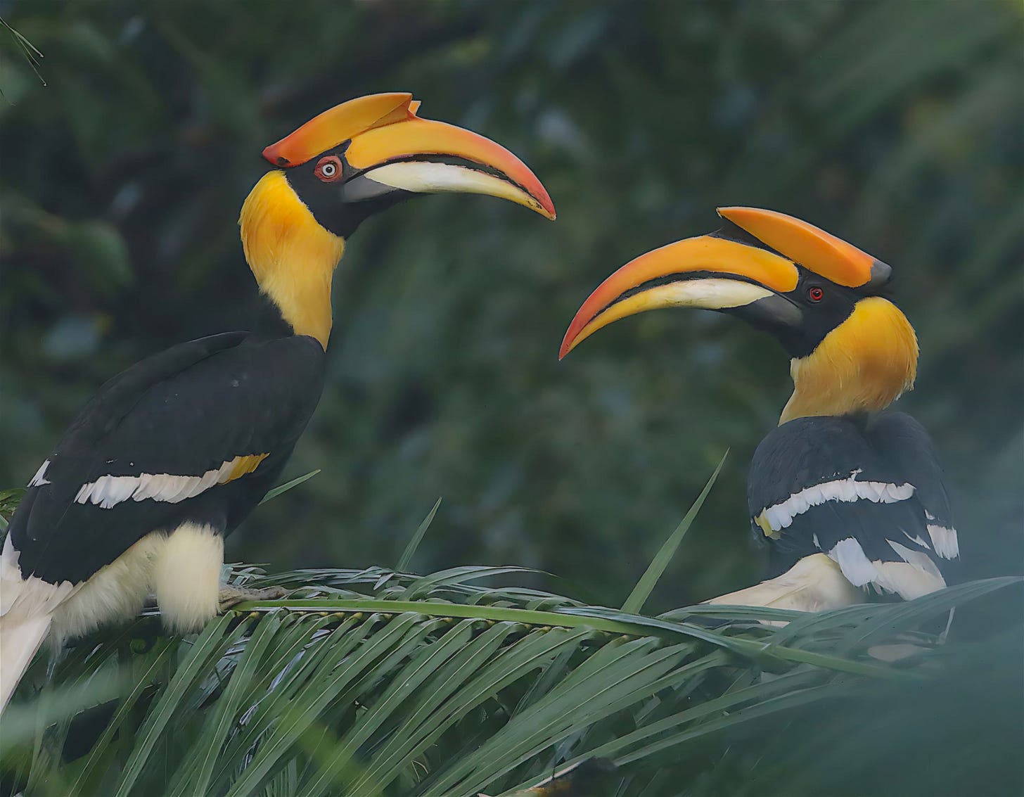 two great hornbills face each other on a palm frond. their beaks and casks are yellow, their plumage is black and white. 