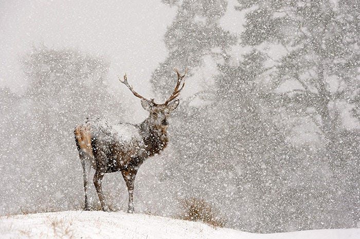 Cairngorms Winter Wildlife - Chris Gomersall Photography