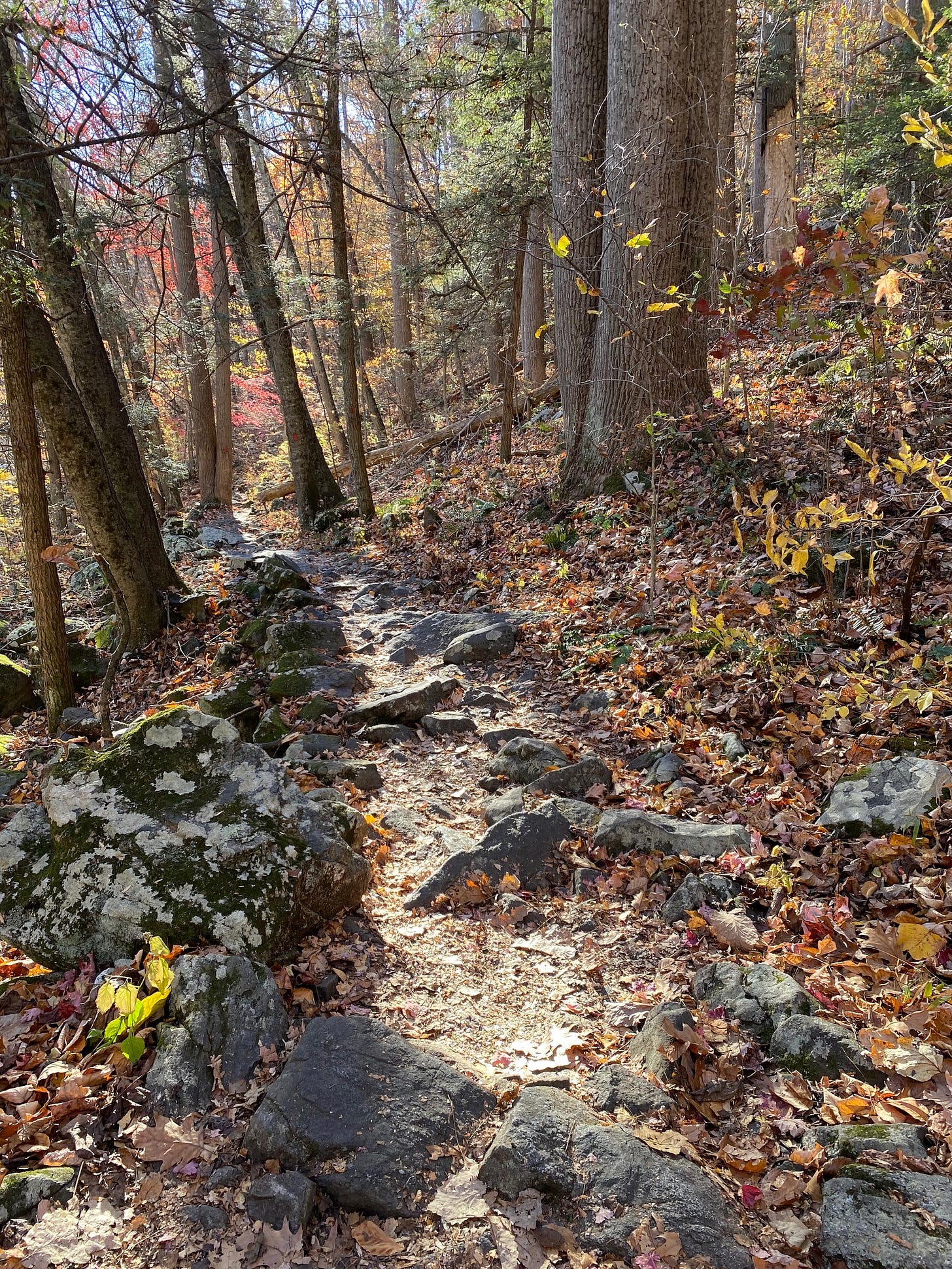 A rocky path through trees that have lost most of their leaves, although some are still red, yellow, and green.