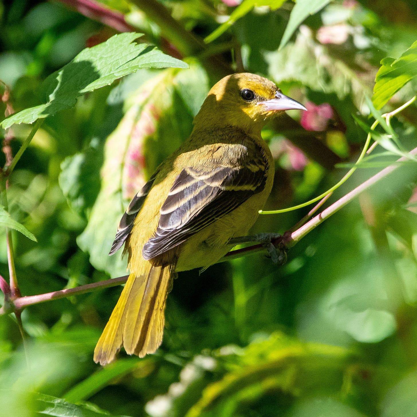 A mustard-yellow bird with black eyes and dark green wings is perched in a tree, looking over its shoulder at the viewer