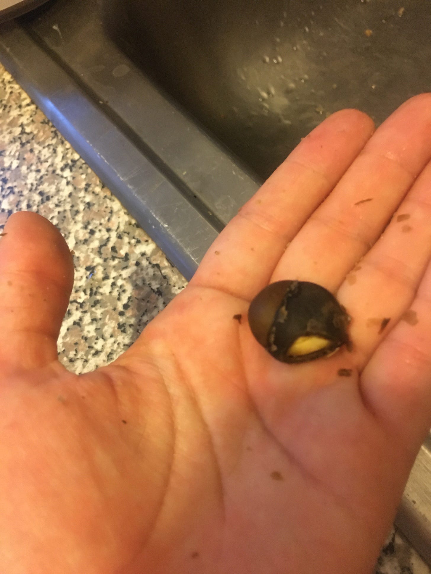 cooked seed held in the palm of the photographer's hand, with a small amount of the kernel exposed