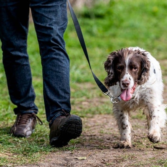 A spaniel wearing a "Walk Your Dog With Love" harness walking with a person