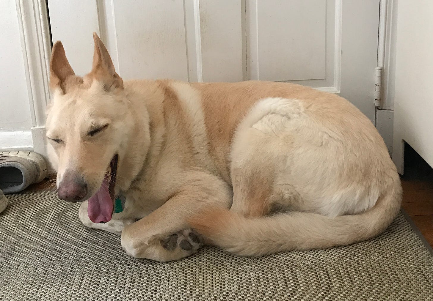 A yawning dog curled up at the front door. Big guy - white German shepherd, total sweetheart