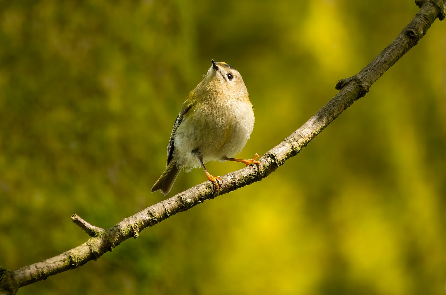 Photo of a goldcrest perched on a branch with moss-covered trees in the background