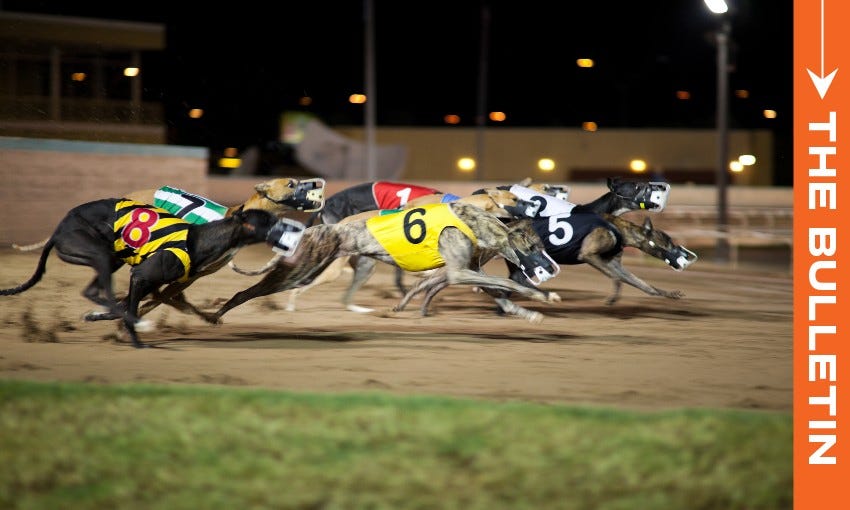 "A group of greyhounds racing on a dirt track at night. The dogs are wearing numbered racing vests in various colors, including red, black, yellow, green, and white. There is a banner on the right side of the image with the text 'THE BULLETIN' in white on an orange background."