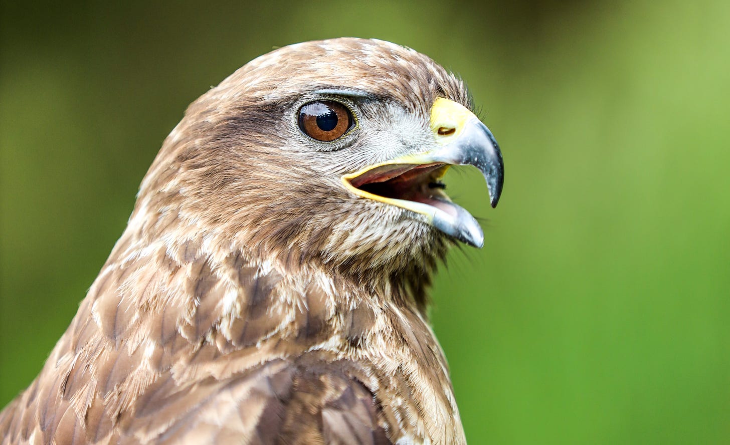 A female red-tailed hawk, brown and white feathers, brown eyes, with beak open as if surprised
