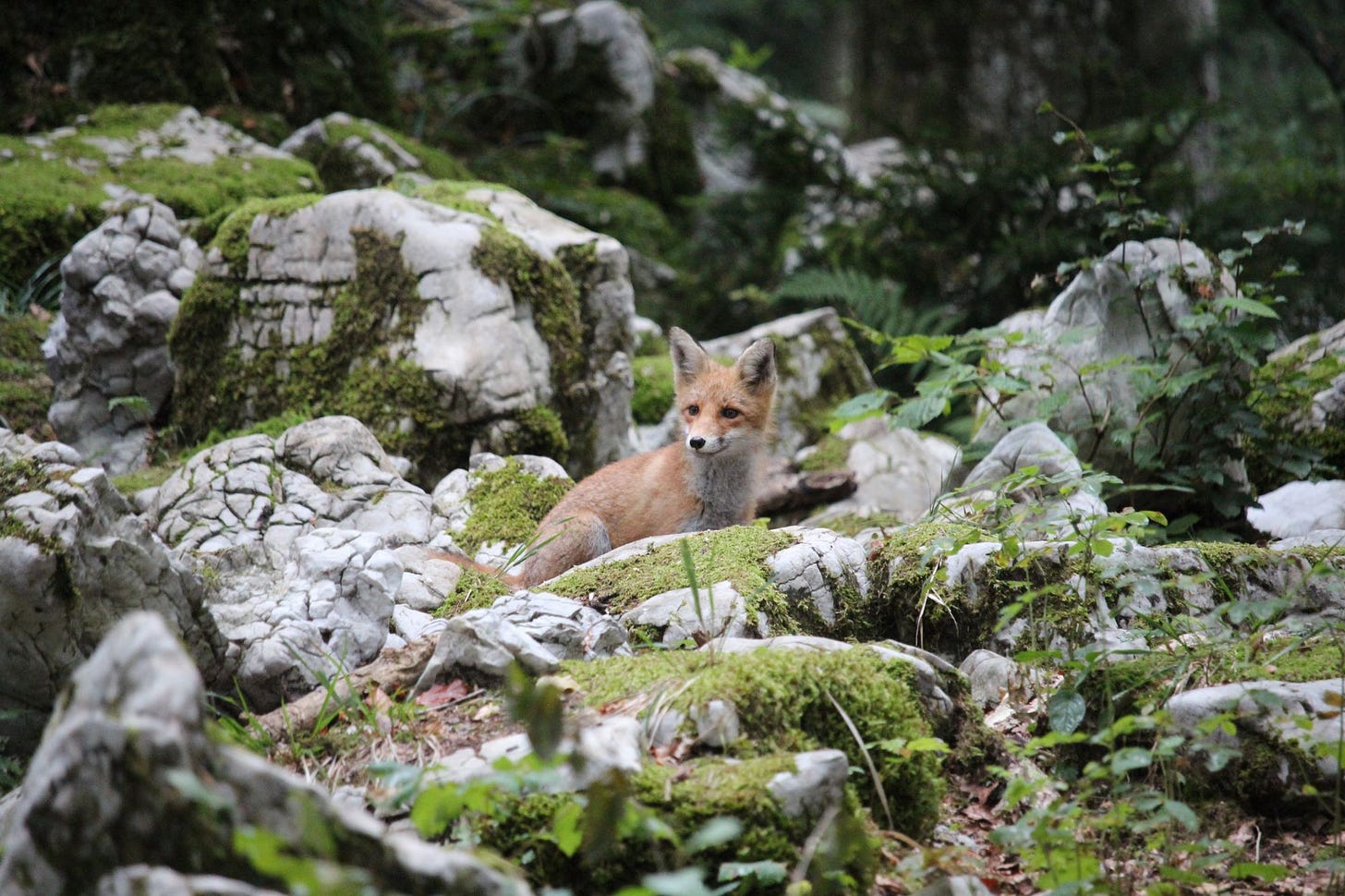 Photo of Fox in Rocks by Mario Nöth from Pexels