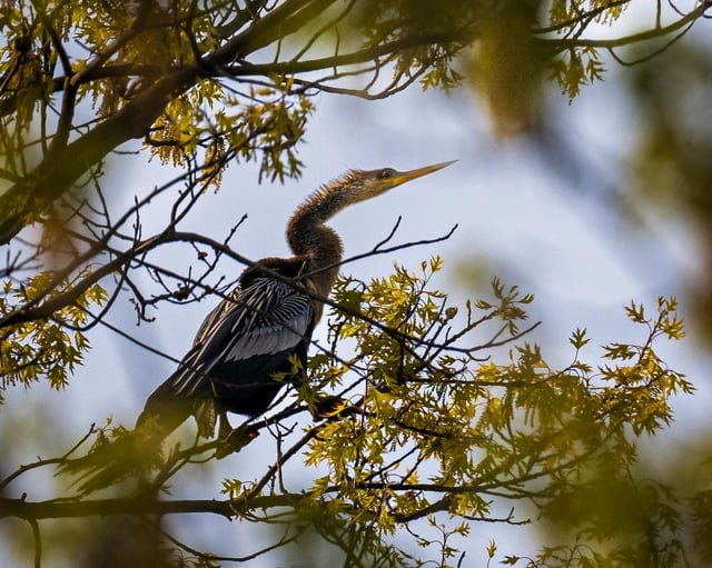 r/birding - Anhinga in Prospect Park, Brooklyn today! A very unusual visitor for NYC.